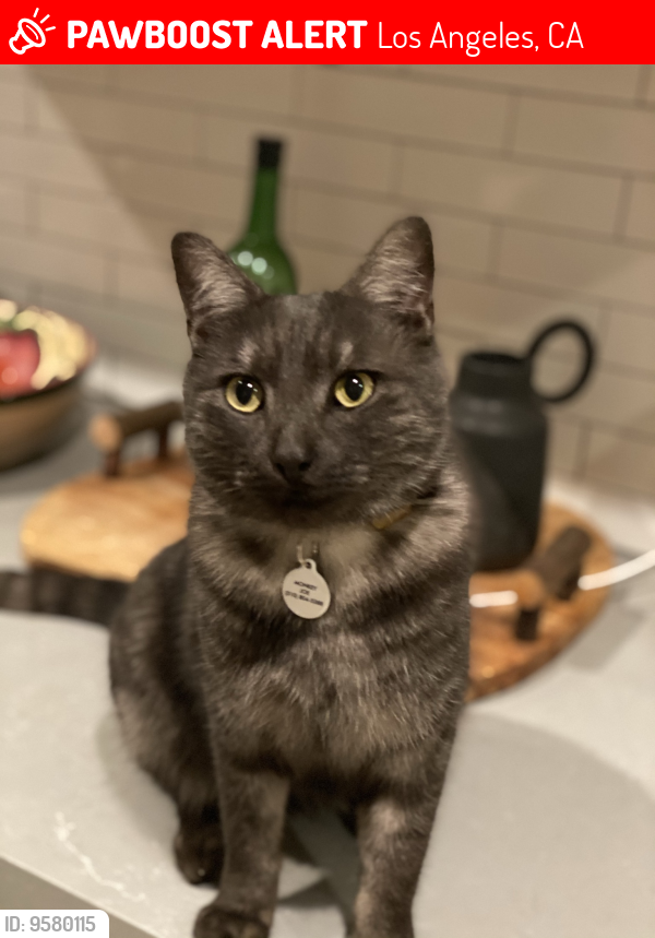 Lost Male Cat last seen Centinela and 90 West, Los Angeles, CA 90066