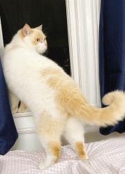 Reunited Male Cat last seen Irving St, San Francisco, CA 94122, USA, San Francisco, CA 94122