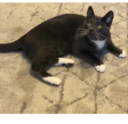 Lost Male Cat last seen Madison and Diane, Placentia, CA 92870