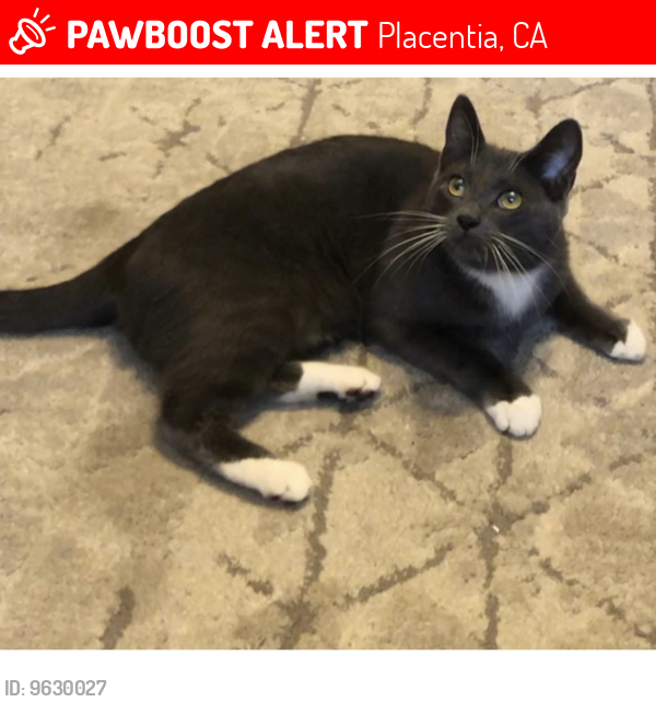 Lost Male Cat last seen Madison and Diane, Placentia, CA 92870
