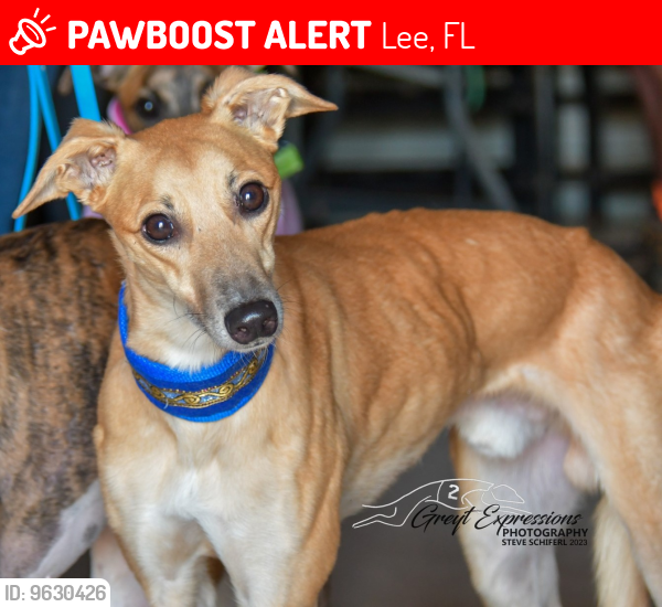 Lost Male Dog last seen County Road 255 and 958 SE Bisbee Loop, Madison, FL 32340