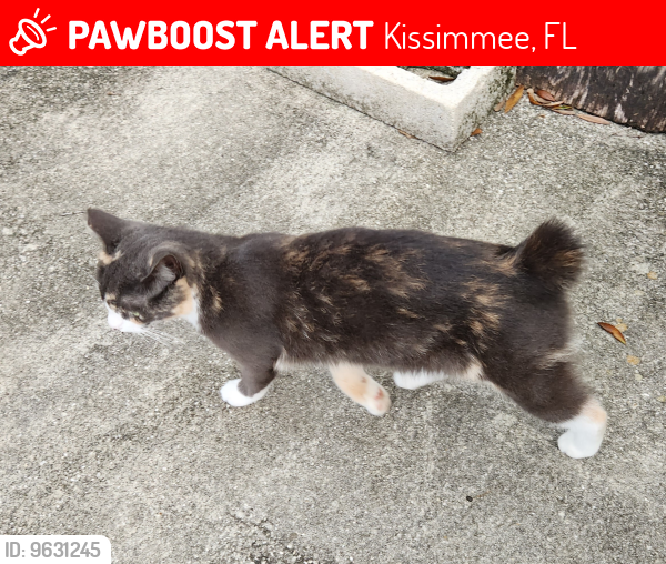 Lost Female Cat last seen Oak Run Blvd & Fulton, Kissimmee, FL 34744