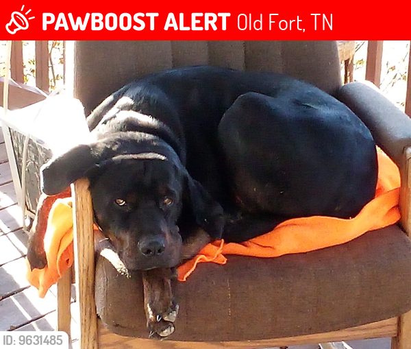 Lost Male Dog last seen J. Wilson Rd. Oldfort TN , Old Fort, TN 37362