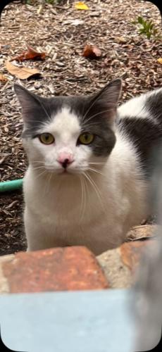 Found/Stray Unknown Cat last seen Connecticut Ave and Saul road, kensington, Kensington, MD 20895
