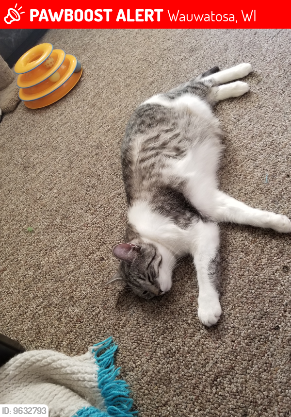 Lost Female Cat last seen State street and Wauwatosa Ave, Wauwatosa, WI 53213