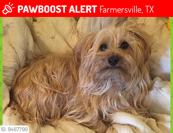 Lost Male Dog last seen Near FM 1569 Farmersville TX 75442, Farmersville, TX 75442