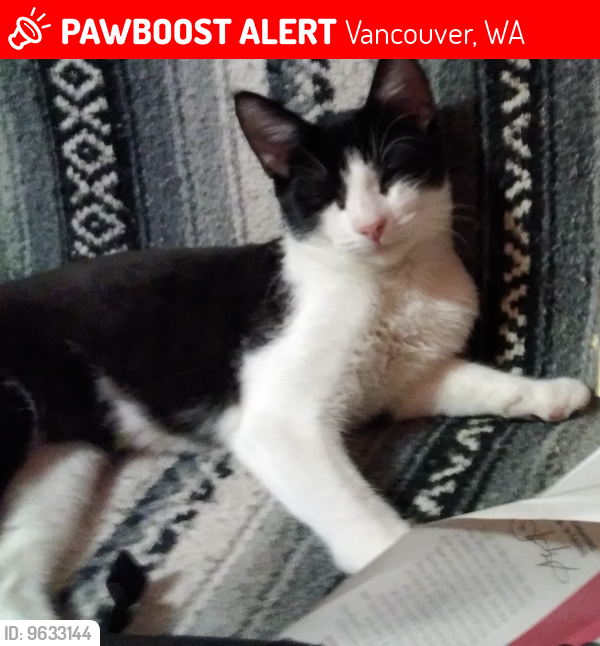 Lost Male Cat last seen Grocery store WinCo parking lot, Vancouver, WA 98682