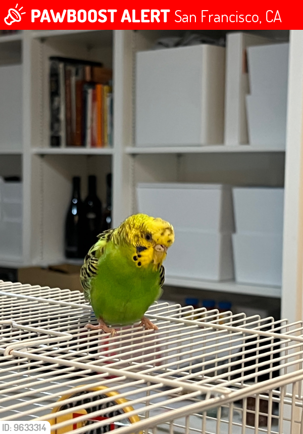 San Francisco CA Lost Female Bird Tui Is Missing PawBoost