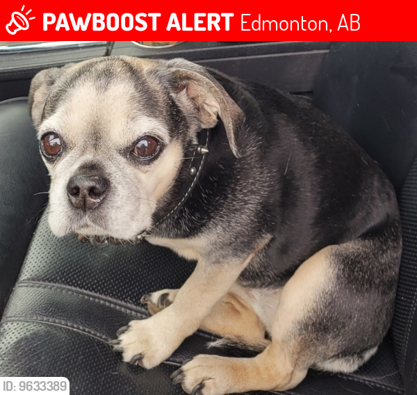 Lost Female Dog last seen Whitemud and 50 st, Edmonton, AB 