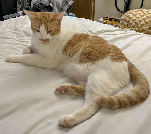 Lost Male Cat last seen Kingmont Court and King Road Loomis CA, Placer County, CA 95650