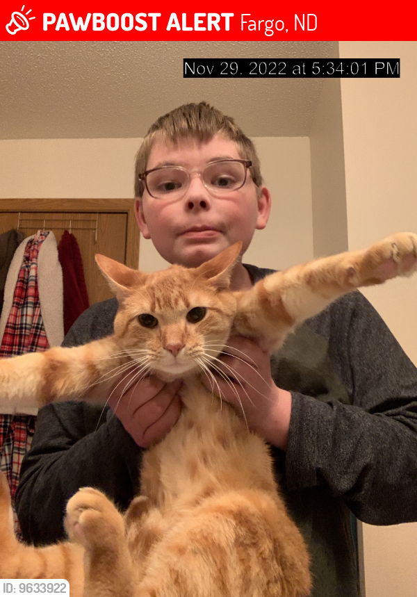 Fargo, ND Lost Male Cat, Ginger Is Missing PawBoost