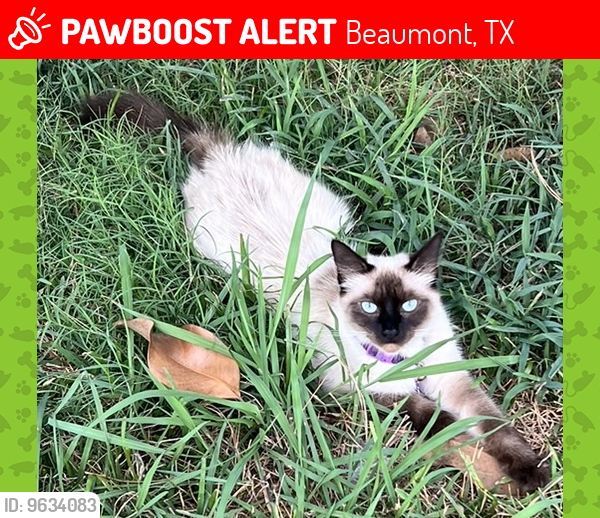 Deceased Female Cat in Beaumont TX 77705 ID 69634083 PawBoost