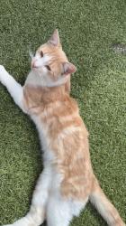 Lost Male Cat last seen Tonkin avenue, Coburg North, VIC 3058