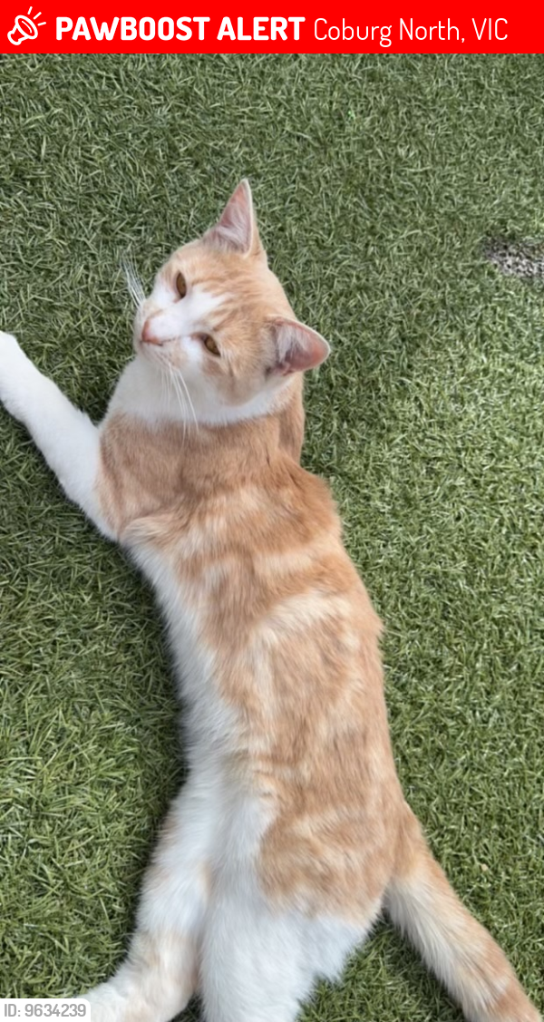 Lost Male Cat last seen Tonkin avenue, Coburg North, VIC 3058