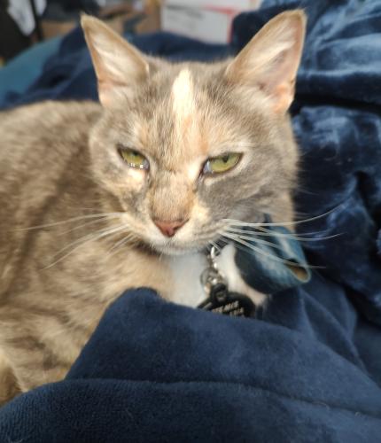Lost Female Cat last seen Saratoga and Cox Rd at Queen's Pumpkin Patch , Saratoga, CA 95070