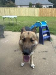 Reunited Male Dog last seen Riverdale and Quice, Memphis, TN 38119
