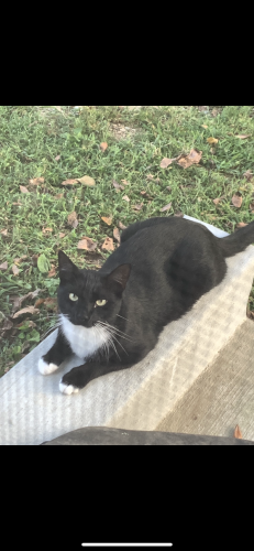 Lost Male Cat last seen hoyt street chattanooga,TN , Chattanooga, TN 37411