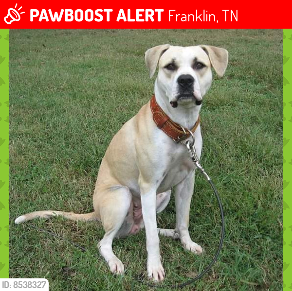 Lost Female Dog last seen 11th Ave North, Franklin Fire Station #1, Franklin, TN 37064