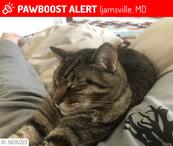 Lost Male Cat last seen Browningsville Road & Windsor Road, Ijamsville, MD 21754