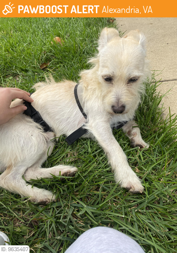 Found/Stray Male Dog last seen Telegraph and Clifton Knoll - Alexandria VA , Alexandria, VA 22315