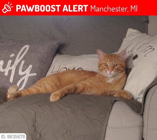 Lost Male Cat last seen Lima Center Rd and Bethel Church Rd, Manchester, MI 48158