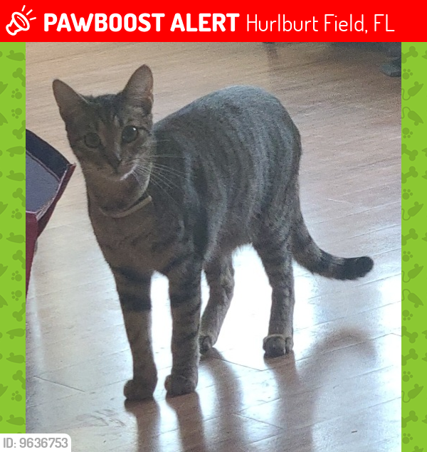 Lost Male Cat last seen Hwy 98, Hurlburt Field, FL 32544