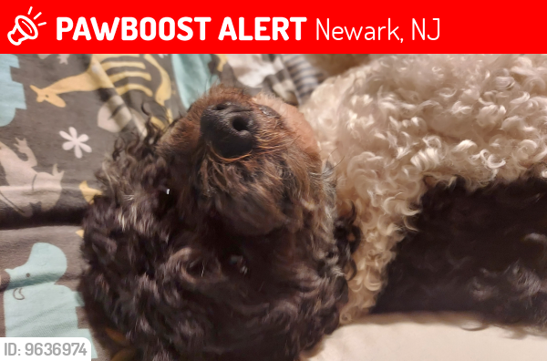 Lost Female Dog last seen Near telford street , Newark, NJ 07106