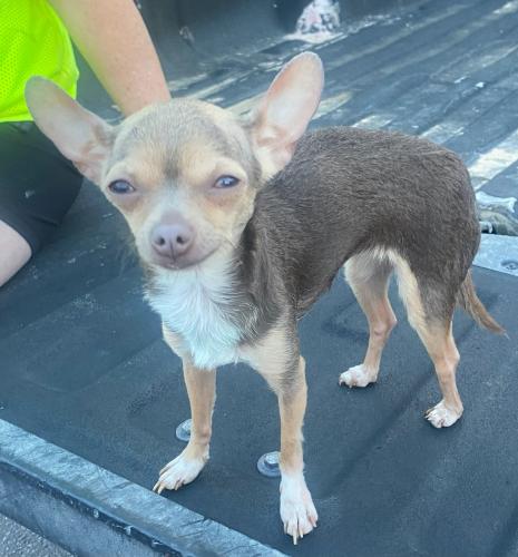 Lost Female Dog last seen Performance Radiator , Phoenix, AZ 85034