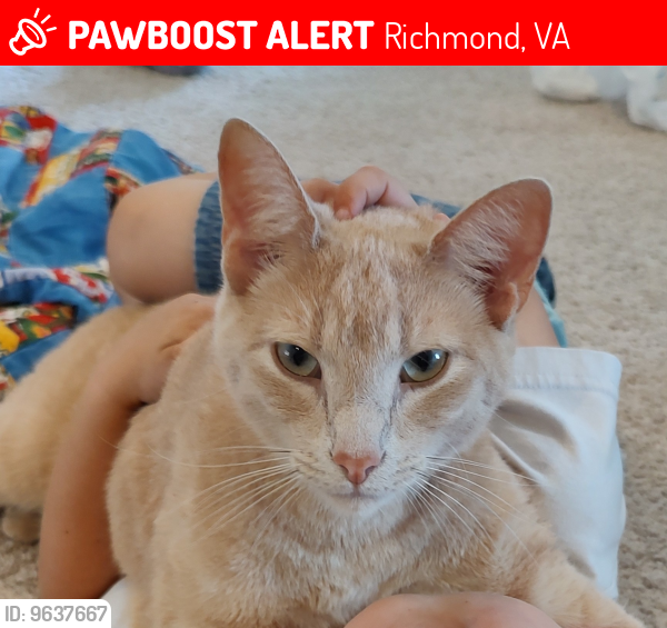 Lost Male Cat last seen Brynmore and Centralia, Richmond, VA 23237
