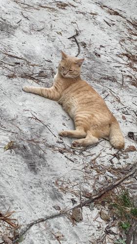 Lost Male Cat last seen Old Bunn Road, Zebulon, NC 27597