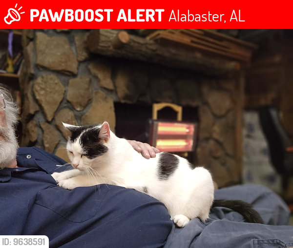 Lost Male Cat last seen Near 13th st sw Alabaster, Al 35007, Alabaster, AL 35007