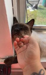 Lost Male Cat last seen Clark avenue, Rochester, NY 14609