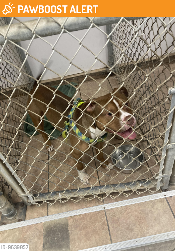 Found/Stray Male Dog last seen Whispering Pine Drive & Peppertree , Montgomery County, MD 20906