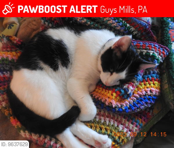 Lost Male Cat last seen plank rd/schenenberg rd Guys Mills PA, Guys Mills, PA 16327
