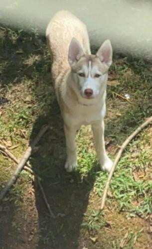 Lost Female Dog last seen Near ellet rd va springfield , Springfield, VA 22151