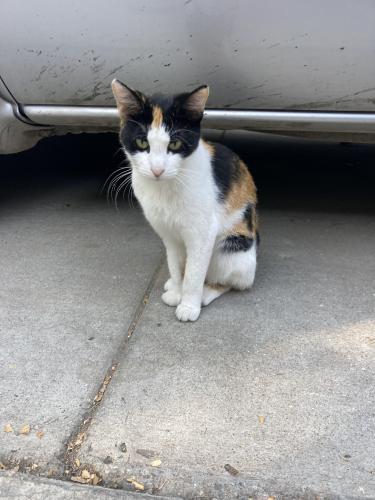 Lost Female Cat last seen N Compton Ave and N Slater Ave, Compton, CA 90222