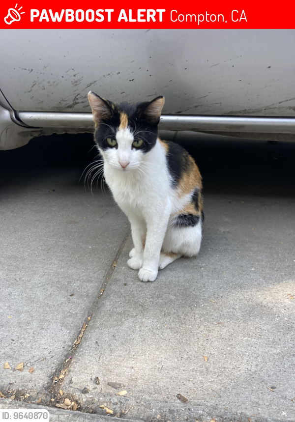 Lost Female Cat last seen N Compton Ave and N Slater Ave, Compton, CA 90222