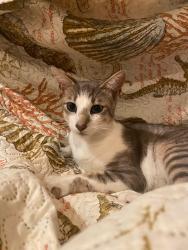 Lost Male Cat last seen Compton, 134th place, Compton, CA 90222