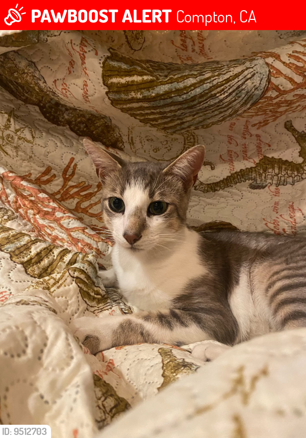 Lost Male Cat last seen Compton, 134th place, Compton, CA 90222