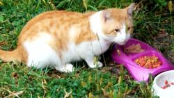 Reunited Male Cat last seen City Hall, Montrose, MN 55363