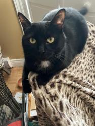 Lost Female Cat last seen Pointe-aux-Trembles , Montréal, QC H1A