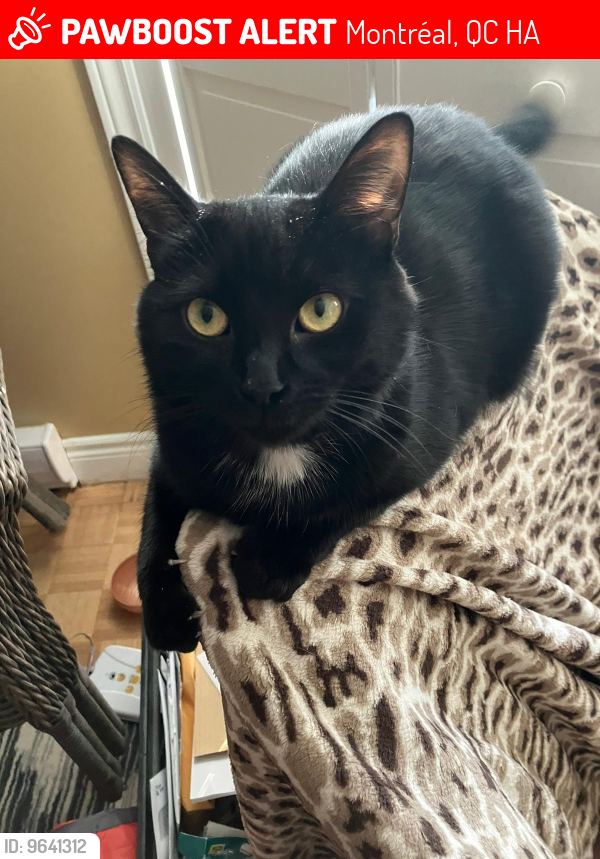 Lost Female Cat last seen Pointe-aux-Trembles , Montréal, QC H1A