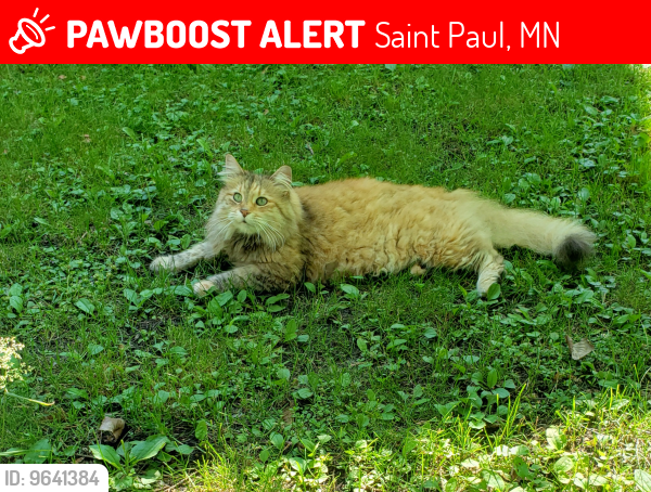 Saint Paul Mn Lost Female Cat Foxy Is Missing Pawboost