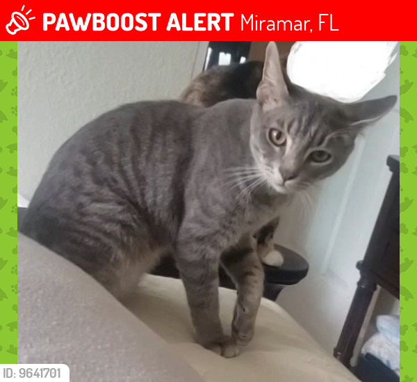 Lost Male Cat last seen Near Desoto Drive, Miramar, FL 33023