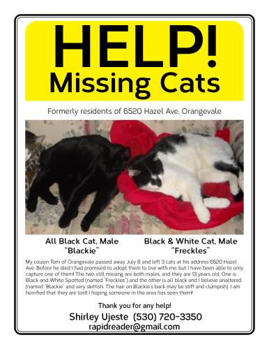 Lost Male Cat last seen Hazel Ave. and Greenback, Orangevale, CA, Orangevale, CA 95662