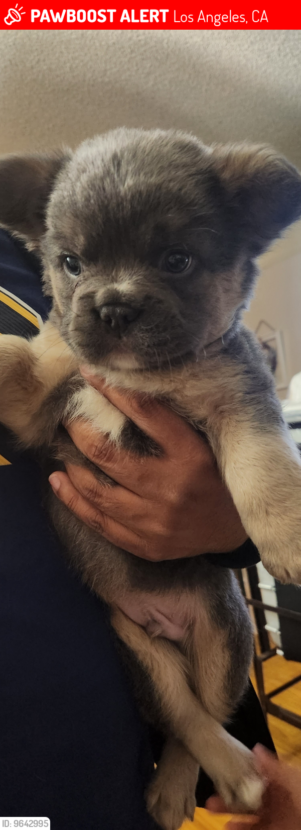 Lost Male Dog last seen Near 11th ave, Los Angeles, CA 90043
