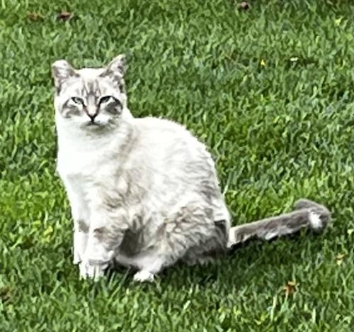 Lost Female Cat last seen Dana/park/hester, San Jose, CA 95126