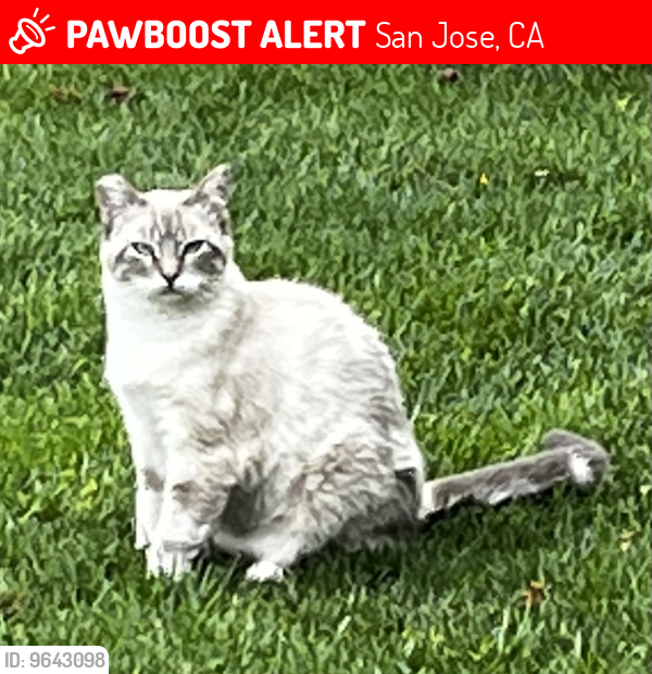 Lost Female Cat last seen Dana/park/hester, San Jose, CA 95126