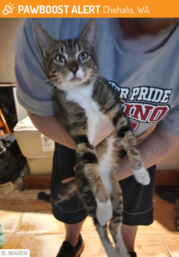 Chehalis, WA Stray Male Cat Found Near Tractor Supply Co. Parking Lot