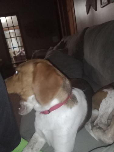 Lost Male Dog last seen James Road, 546, Bellville, OH 44813